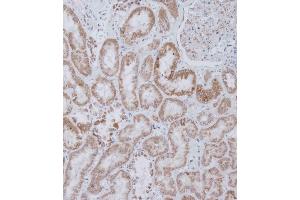 Immunohistochemical analysis of B on paraffin-embedded Human kidney tissue. (PEMT 抗体  (C-Term))