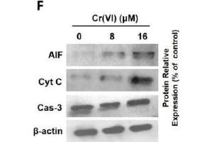 Cr(VI) induced mitochondrial-related cytotoxicity. (Caspase 3 抗体)
