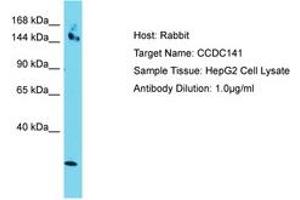 Image no. 1 for anti-Coiled-Coil Domain Containing 141 (CCDC141) (AA 639-688) antibody (ABIN6750788) (CCDC141 抗体  (AA 639-688))