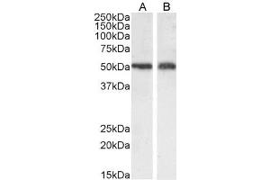 ABIN190899 (0. (SLC7A11 抗体  (Internal Region))
