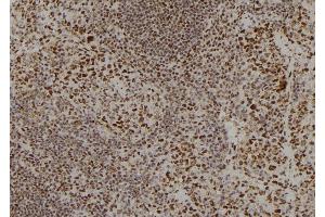ABIN6278790 at 1/100 staining Mouse spleen tissue by IHC-P. (APOBEC3C 抗体)