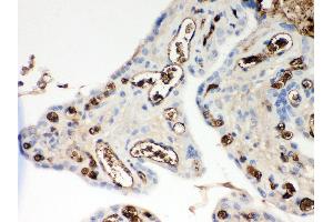 Immunohistochemistry (IHC) image for anti-Apolipoprotein E (APOE) (AA 19-317) antibody (ABIN3043523)