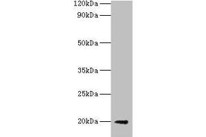 Western blot All lanes: luxS antibody at 2 μg/mL + DH5a whole cell lysate Secondary Goat polyclonal to rabbit IgG at 1/10000 dilution Predicted band size: 20 kDa Observed band size: 20 kDa (LUXS (AA 2-171) 抗体)