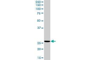 RNH1 MaxPab rabbit polyclonal antibody. (RNH1 抗体  (AA 1-461))