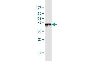 Western Blot detection against Immunogen (43.