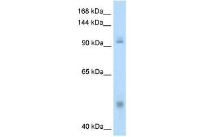 WB Suggested Anti-NFKB1 Antibody Titration:  0. (NFKB1 抗体  (N-Term))