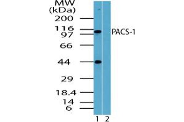 PACS1 抗体  (AA 300-350)