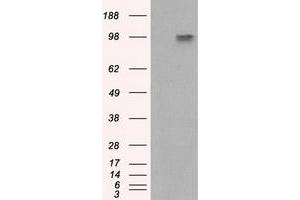 Image no. 6 for anti-Amyloid beta (A4) Precursor Protein (APP) antibody (ABIN1496877) (APP 抗体)