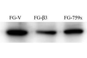 FG Pancreatic Carcinoma Cell Lines stably expressing vector along (FG-V) the b3 integrin subunit (FG-b3) or a b3 truncation mutant (FG-759x). (Src 抗体)