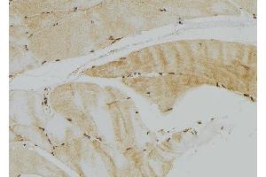 ABIN6272954 at 1/100 staining Mouse muscle tissue by IHC-P. (GFER 抗体  (C-Term))
