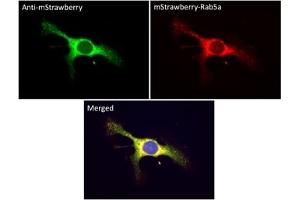 Immunofluorescence (IF) image for anti-mStrawberry Fluorescent Protein antibody (ABIN7273082) (mStrawberry Fluorescent Protein 抗体)