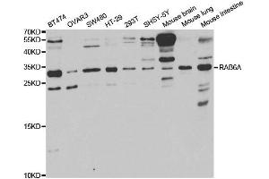 Western Blotting (WB) image for anti-RAB6A, Member RAS Oncogene Family (RAB6A) antibody (ABIN1876814) (RAB6A 抗体)