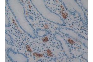 IHC-P analysis of Human Stomach Tissue, with DAB staining. (AIF 抗体  (AA 103-322))