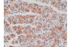 IHC-P analysis of Human Stomach Tissue, with DAB staining. (VNN1 抗体  (AA 389-497))