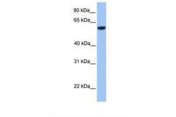 Zinc finger protein 82 homolog (ZFP82) (AA 401-450) 抗体