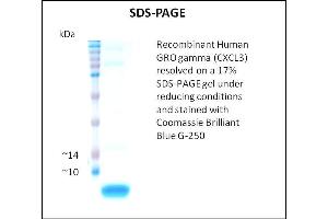 SDS-PAGE (SDS) image for Growth Regulated Oncogene gamma (GRO gamma) (Active) protein (ABIN5509465) (GRO gamma 蛋白)
