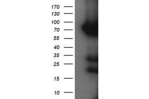 Image no. 1 for anti-Host Cell Factor C2 (HCFC2) antibody (ABIN1498603) (HCFC2 抗体)