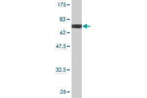 Western Blot detection against Immunogen (71. (FBLN4 抗体  (AA 26-443))