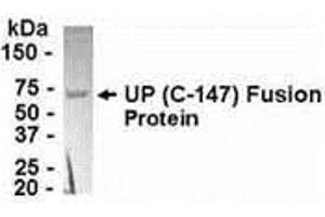 Western Blotting (WB) image for anti-Uridine Phosphorylase 1 (UPP1) (AA 164-310) antibody (ABIN2468051) (UPP1 抗体  (AA 164-310))