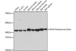 Western blot analysis of extracts of various cell lines, using DNA Polymerase beta Rabbit mAb (ABIN7269456) at 1:1000 dilution. (POLB 抗体)