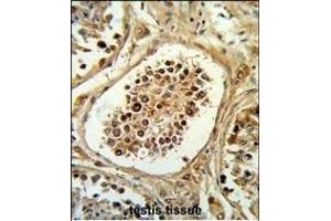 Formalin-fixed and paraffin-embedded human testis tissue reacted with EGLN2 Antibody (Center), which was peroxidase-conjugated to the secondary antibody, followed by DAB staining. (PHD1 抗体  (AA 194-221))