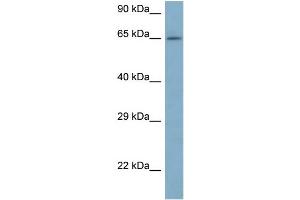 WB Suggested Anti-ARFGAP3 Antibody Titration: 1. (ARFGAP3 抗体  (N-Term))