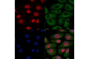 ABIN7094092 and ABIN7098136 staining HepG2 cells by IF/ICC. (BHLHE22 抗体  (Internal Region))