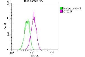 Overlay histogram showing Hela cells stained with ABIN7127351 (red line) at 1:50. (Recombinant ATM 抗体)