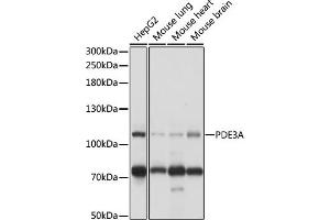 PDE3A 抗体  (AA 380-660)