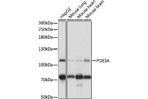 Western blot analysis of extracts of various cell lines, using PDE3A antibody (ABIN7269301) at 1:1000 dilution. (PDE3A 抗体  (AA 380-660))