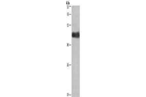 Western Blotting (WB) image for anti-Calumenin (CALU) antibody (ABIN2429669) (CALU 抗体)