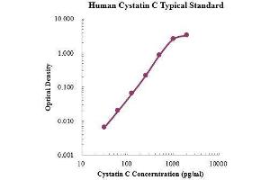 ELISA image for Cystatin C (CST3) ELISA Kit (ABIN3198523)