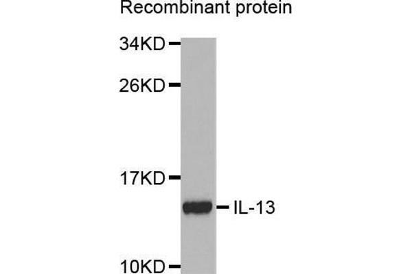 IL-13 抗体  (AA 25-146)