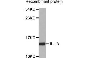 Western blot analysis of extracts of recombinant protein using IL13 antibody. (IL-13 抗体  (AA 25-146))