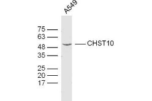 CHST10 抗体  (AA 281-356)