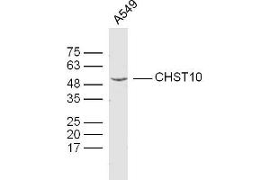 A549 lysates probed with CHST10 Polyclonal Antibody, Unconjugated  at 1:300 dilution and 4˚C overnight incubation. (CHST10 抗体  (AA 281-356))