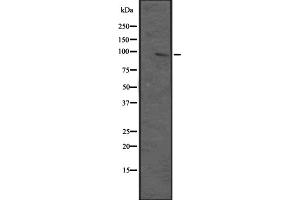 Western blot analysis of MAP3K12 expression in HEK293 cells ,The lane on the left is treated with the antigen-specific peptide. (MAP3K12 抗体  (N-Term))