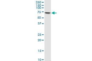 PCK2 MaxPab rabbit polyclonal antibody. (PEPCK 抗体  (AA 1-640))