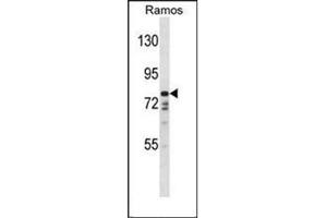 Western blot analysis of DISC1 Antibody (C-term) in Ramos cell line lysates (35ug/lane).