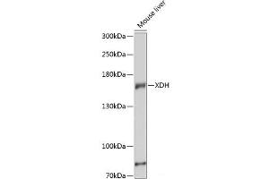 Western blot analysis of extracts of Mouse liver using XDH Polyclonal Antibody at dilution of 1:3000. (XDH 抗体)