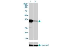 Western blot analysis of ELAVL4 over-expressed 293 cell line, cotransfected with ELAVL4 Validated Chimera RNAi (Lane 2) or non-transfected control (Lane 1).