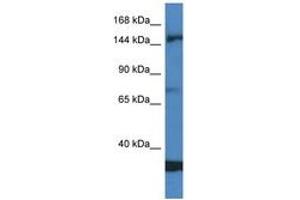 Image no. 1 for anti-Eukaryotic Translation Initiation Factor 5B (EIF5B) (AA 557-606) antibody (ABIN6747454) (EIF5B 抗体  (AA 557-606))