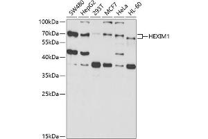 Western blot analysis of extracts of various cell lines, using HEXIM1 antibody (ABIN6129783, ABIN6141736, ABIN6141737 and ABIN6221456) at 1:1000 dilution. (HEXIM1 抗体  (AA 210-359))