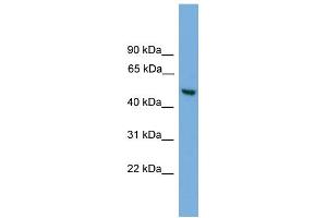 WB Suggested Anti-ABHD1 Antibody Titration:  0.