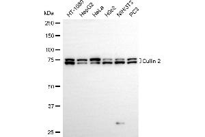 anti-Cullin 2 (CUL2) antibody