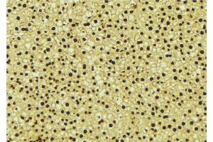 ABIN6276646 at 1/100 staining Mouse liver tissue by IHC-P. (EHMT2 抗体  (N-Term))