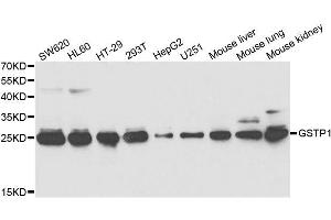 Western blot analysis of extracts of various cell lines, using GSTP1 antibody. (GSTP1 抗体  (AA 1-210))