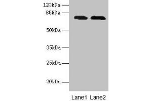 Western blot All lanes: GALNT7 antibody at 0. (GALNT7 抗体  (AA 201-500))