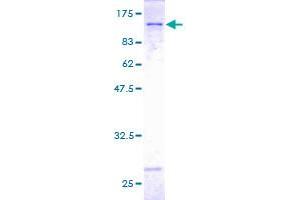 Cadherin 13 Protein (CDH13) (AA 1-713) (GST tag)
