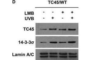Western Blotting (WB) image for anti-Stratifin (SFN) antibody (ABIN2854867)